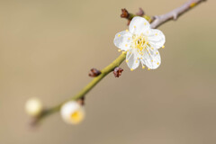 白梅