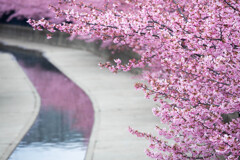 2025年3月 淀水路の河津桜