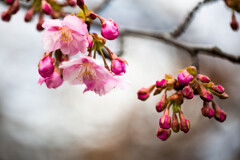 河津桜が咲き始めました。