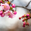 河津桜が咲き始めました。
