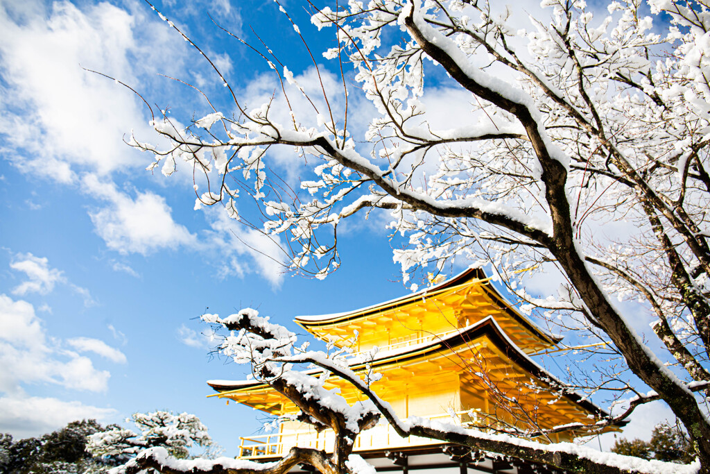 雪の桜咲く金閣寺。