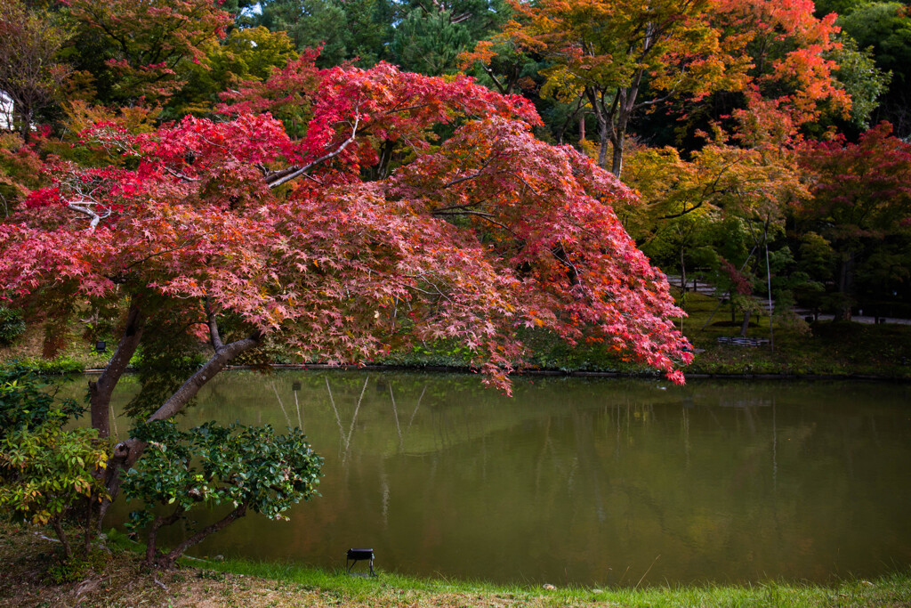 高台寺での紅葉