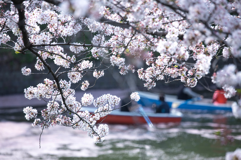 なごり桜　Ⅴ