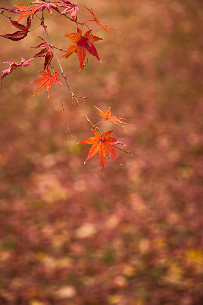 京都御苑_晩秋のいろ　Ⅲ
