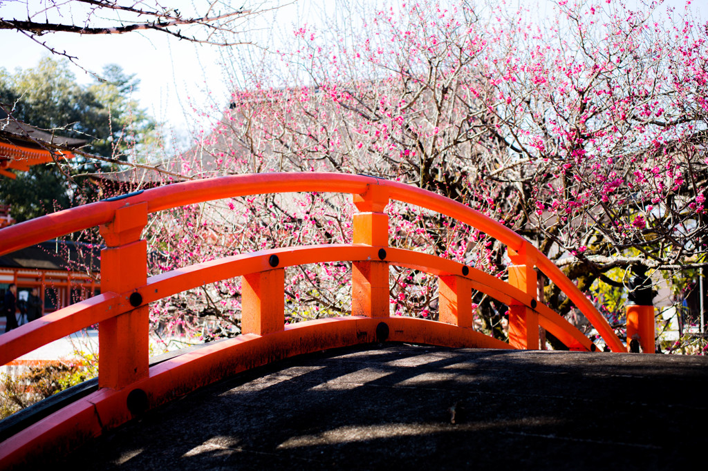 輪橋（そりはし）と光琳の梅