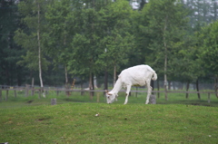 山羊　十勝千年の森にて