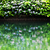 あじさい水景