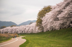 Sakura road