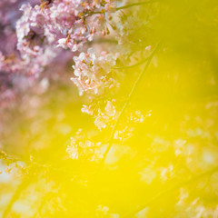河津桜×菜の花　Ⅳ