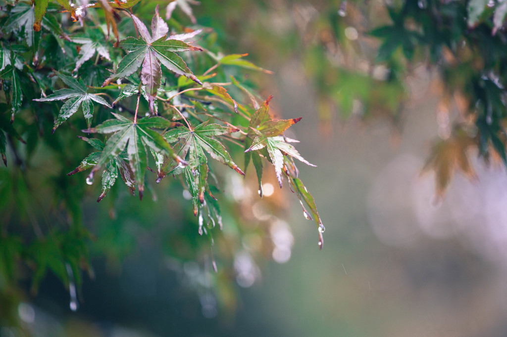 秋の雨