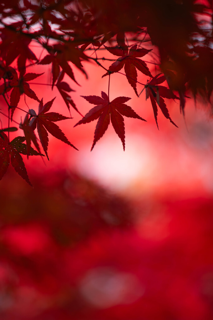 智積院の紅葉　Ⅲ