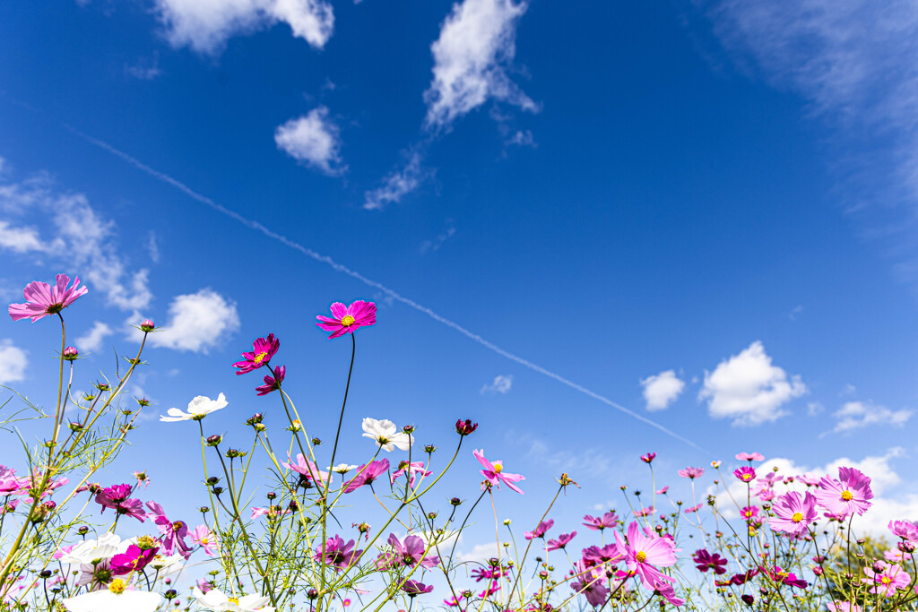 秋桜とひこうき雲