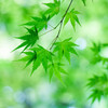 Fresh Green
