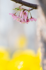 三浦海岸の河津桜　Ⅲ