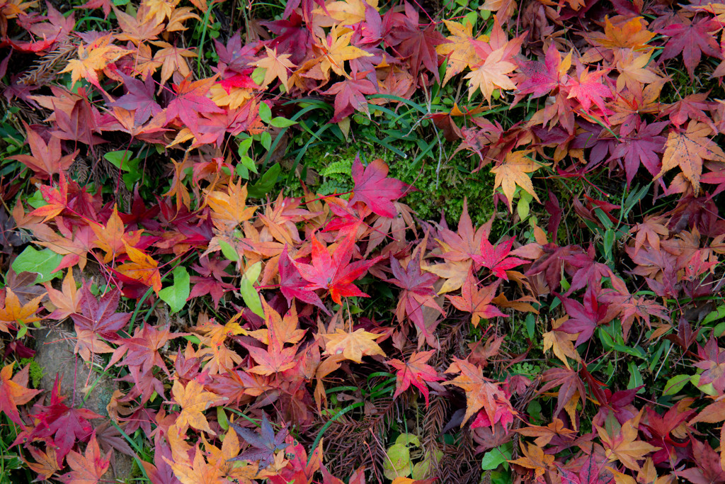 Colors