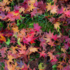Colors