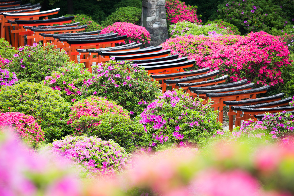 根津神社のつつじ苑　Ⅱ