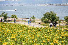 舞洲のゆり園