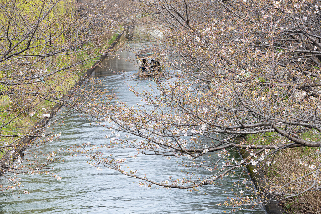 伏見の春景色　Ⅳ