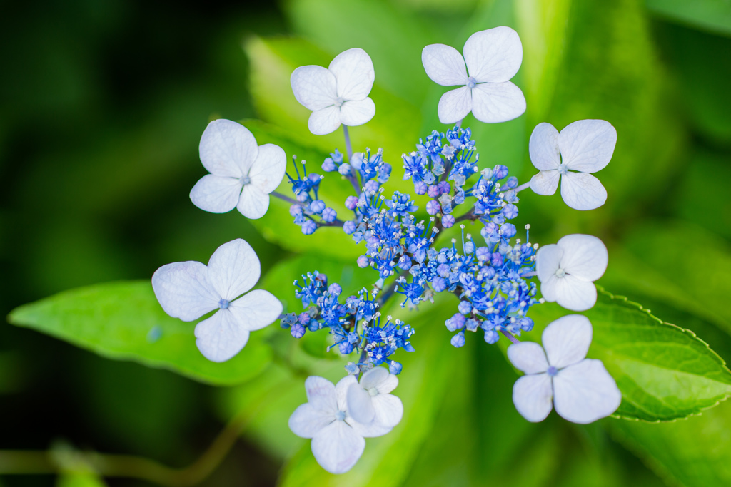 紫陽花　Ⅲ