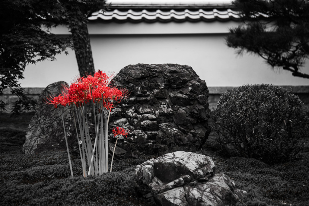 圓光寺の彼岸花
