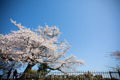 彦根城の桜