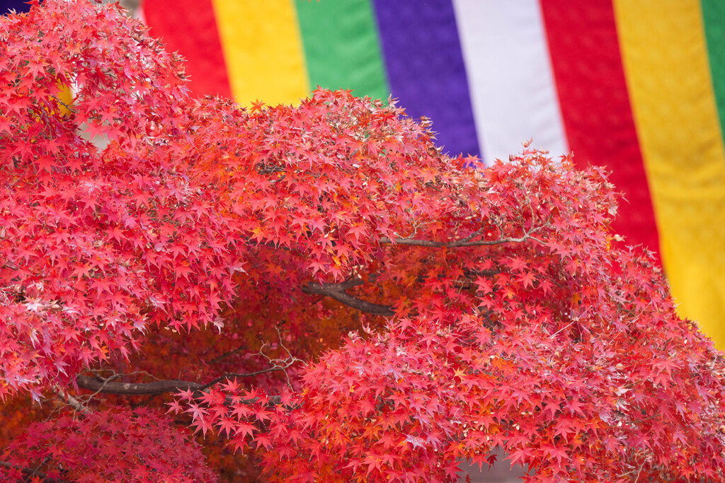 智積院 紅葉の海　Ⅱ