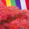 智積院 紅葉の海　Ⅱ