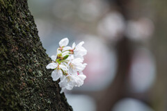 胴吹き桜　Ⅰ