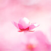 さくら色に魅せられて　Ⅰ