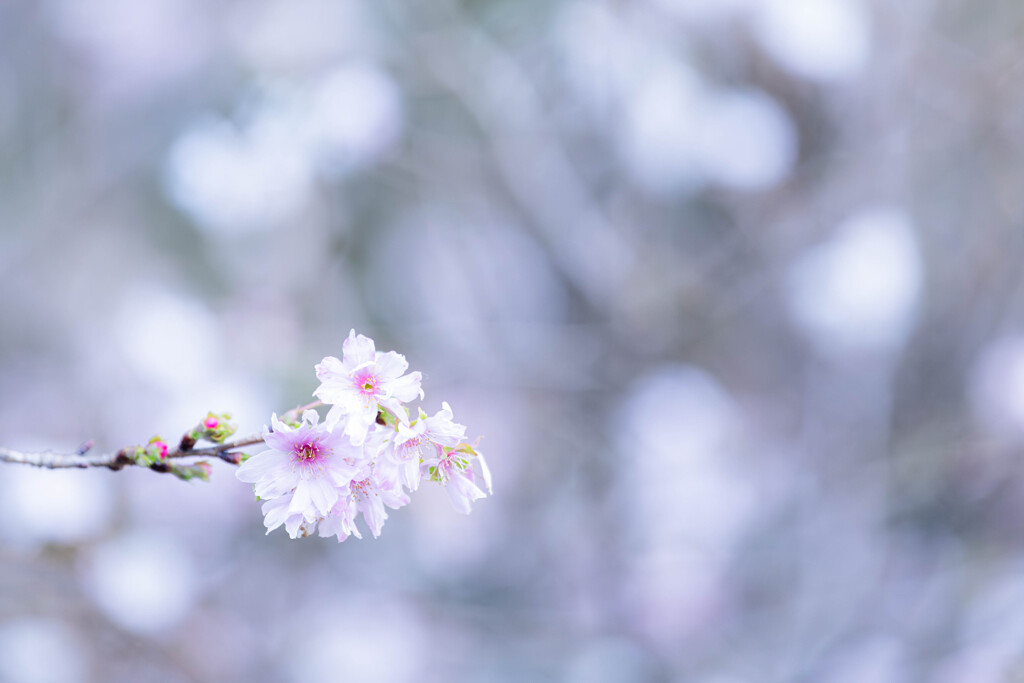 十月桜が咲く　Ⅱ