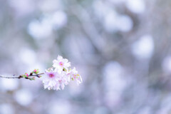 十月桜が咲く　Ⅱ