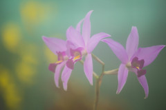 温室の花　Ⅱ