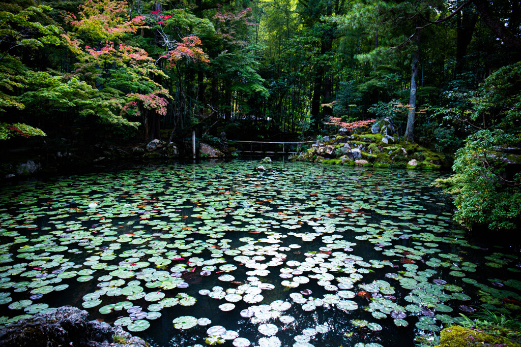 天授庵庭園の池　Ⅱ