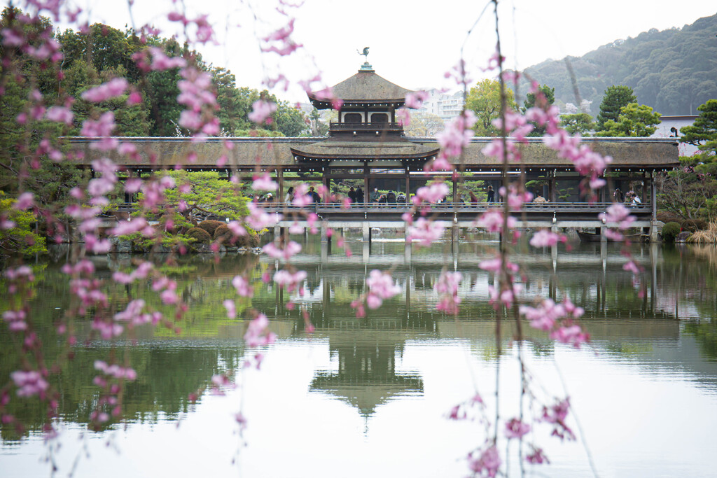 平安神宮神苑の春