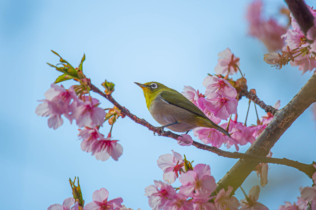 河津桜とメジロ　Ⅱ