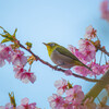 河津桜とメジロ　Ⅱ
