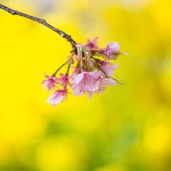 『菜の花に河津桜』