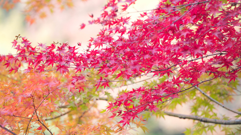 川の流れのように