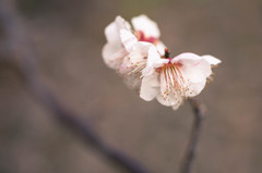白梅　Ⅲ