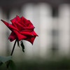 赤い薔薇