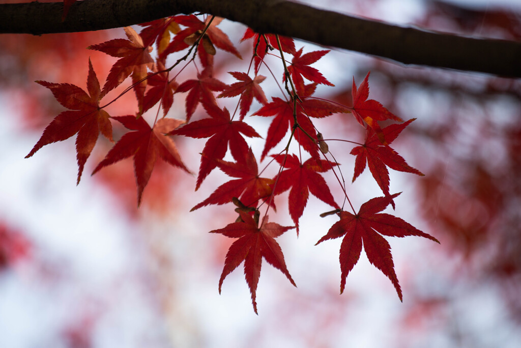 一休寺で撮った紅葉　Ⅳ