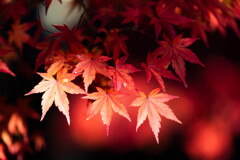 紅葉、光と。
