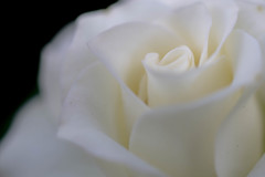 Milky White