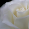 Milky White