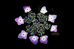 紫陽花の冠