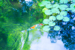 夏の池には鯉が似合う。