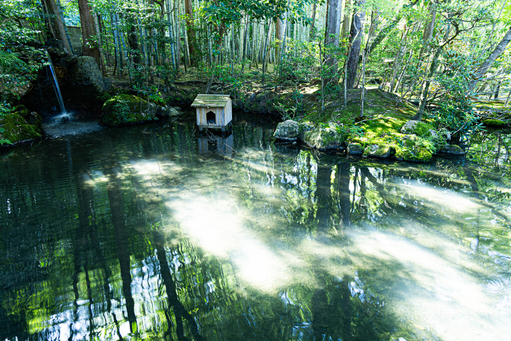 天授庵の池で　Ⅰ