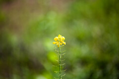 菜の花が一輪･･･