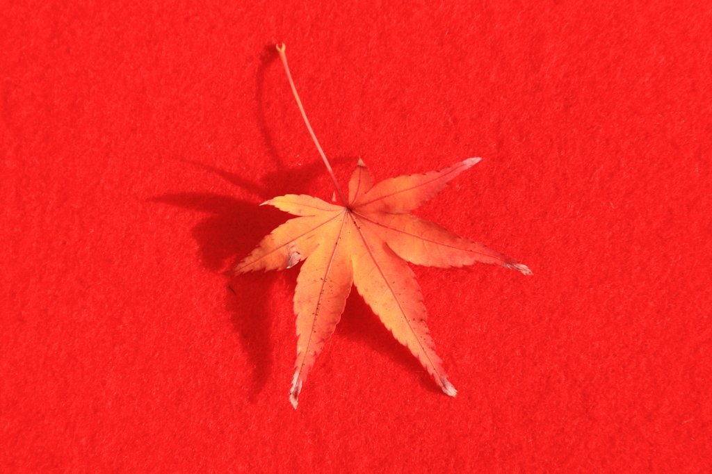 紅の中の葉